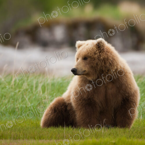 Brown bear, Katmai National Park, Alaska, USA Brown bear, Katmai National Park, Alaska, USA