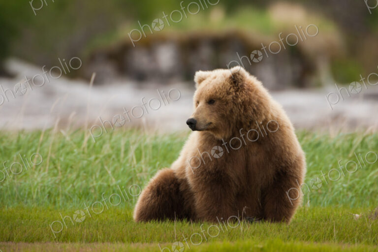 Brown bear, Katmai National Park, Alaska, USA