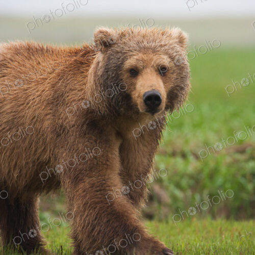 Brown bear, Katmai National Park, Alaska, USA Brown bear, Katmai National Park, Alaska, USA