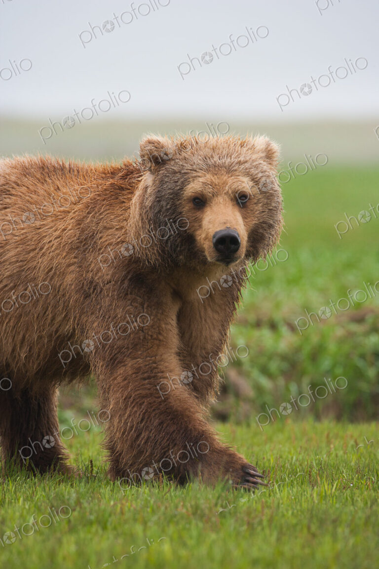 Brown bear, Katmai National Park, Alaska, USA