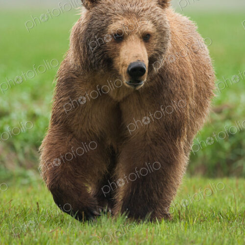 Brown bear, Katmai National Park, Alaska, USA Brown bear, Katmai National Park, Alaska, USA