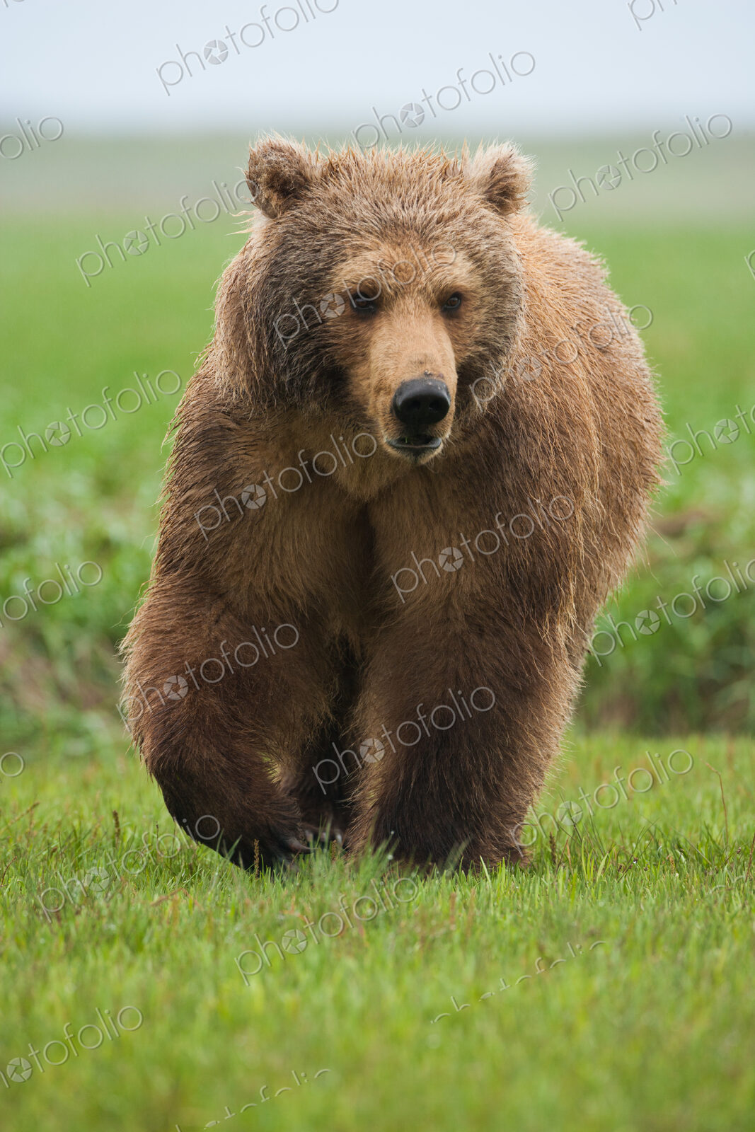 Brown bear, Katmai National Park, Alaska, USA