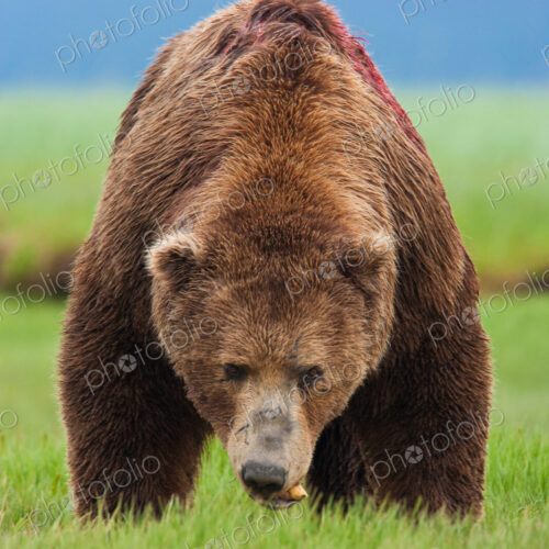 Brown bear, Katmai National Park, Alaska, USA Brown bear, Katmai National Park, Alaska, USA