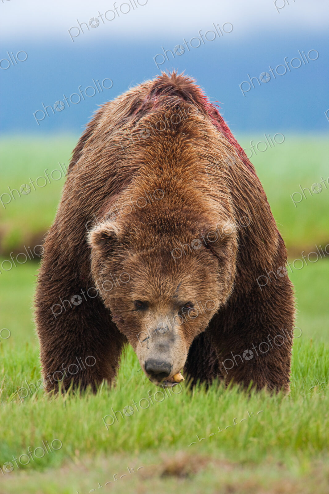 Brown bear, Katmai National Park, Alaska, USA