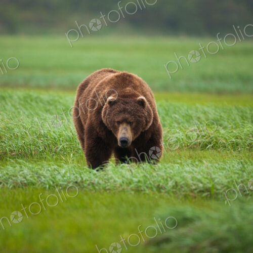 Brown bear, Katmai National Park, Alaska, USA Brown bear, Katmai National Park, Alaska, USA