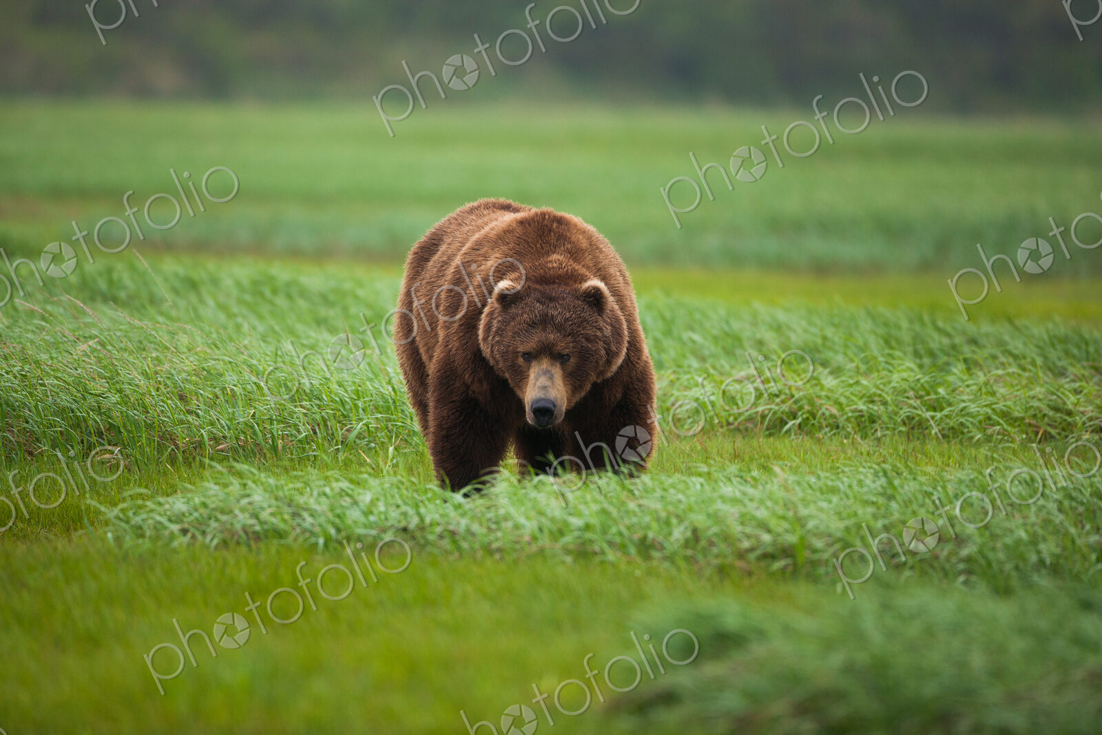 Brown bear, Katmai National Park, Alaska, USA