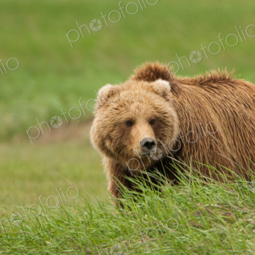 Brown bear, Katmai National Park, Alaska, USA Brown bear, Katmai National Park, Alaska, USA