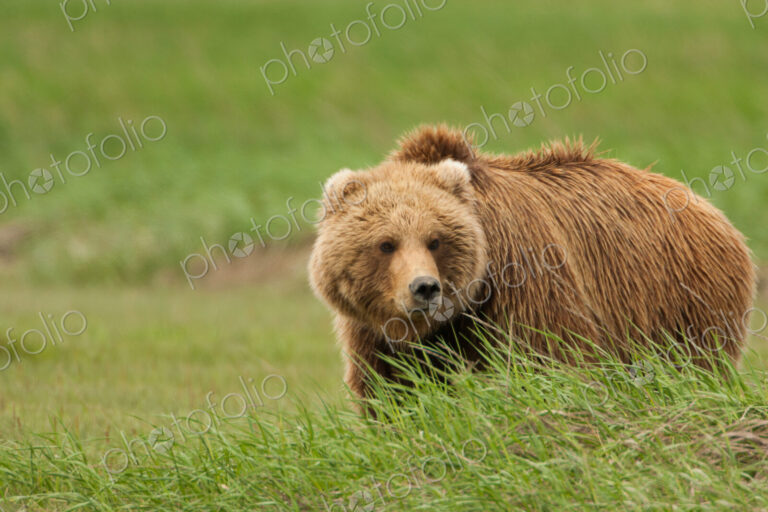 Brown bear, Katmai National Park, Alaska, USA