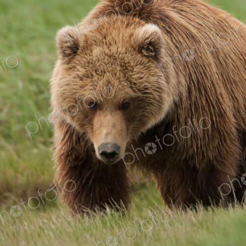 Brown bear, Katmai National Park, Alaska, USA Brown bear, Katmai National Park, Alaska, USA
