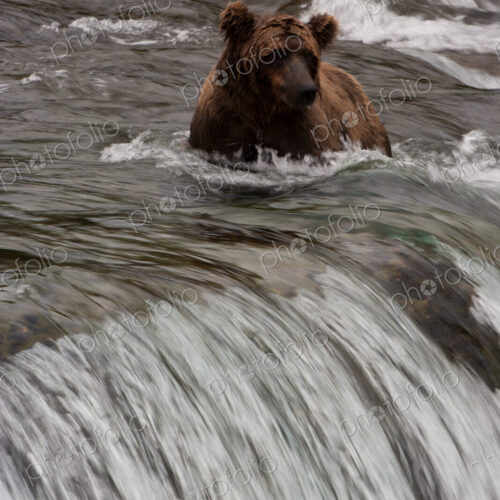Brown bear, Katmai National Park, Alaska, USA Brown bear, Katmai National Park, Alaska, USA