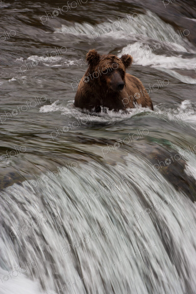 Brown bear, Katmai National Park, Alaska, USA