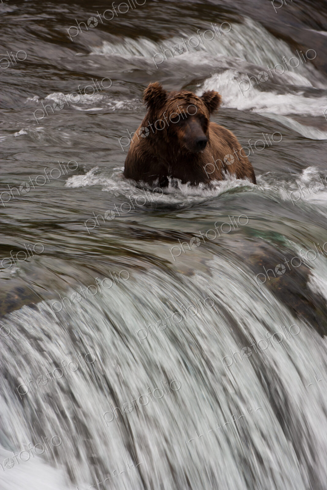 Brown bear, Katmai National Park, Alaska, USA