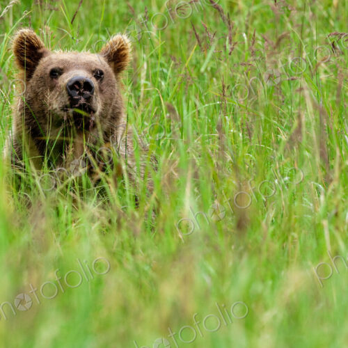 Brown bear, Katmai National Park, Alaska, USA