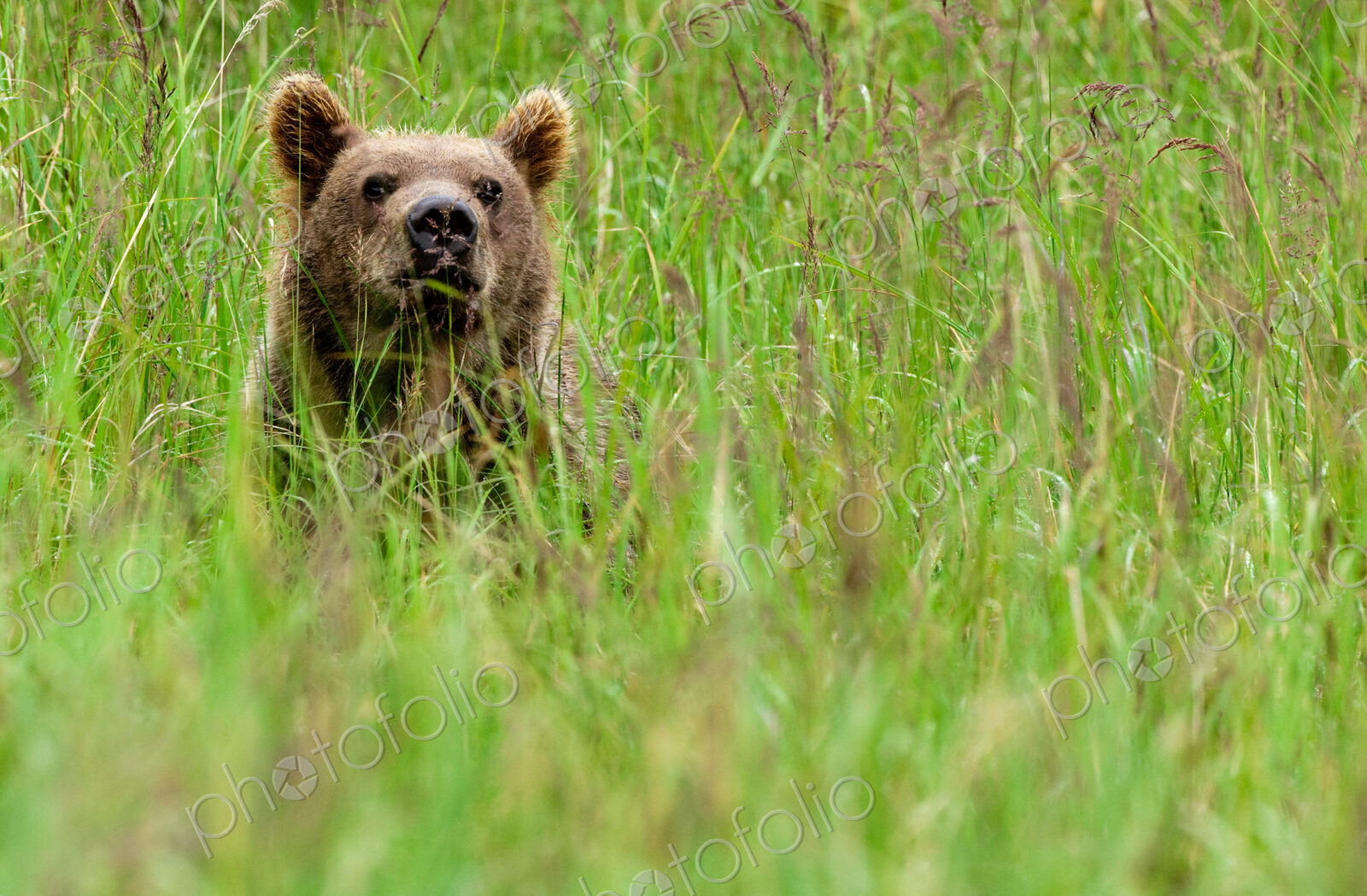 Brown bear, Katmai National Park, Alaska, USA