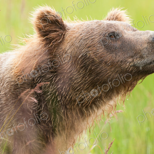 Brown bear, Katmai National Park, Alaska, USA