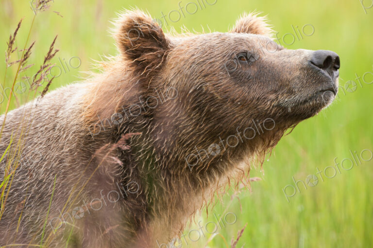 Brown bear, Katmai National Park, Alaska, USA