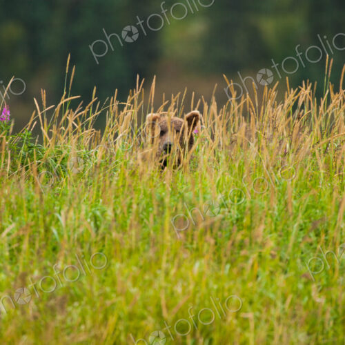 Brown bear, Katmai National Park, Alaska, USA