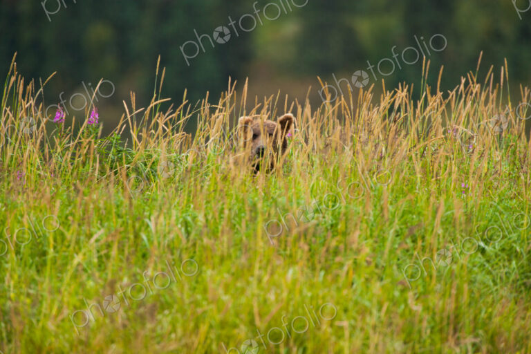 Brown bear, Katmai National Park, Alaska, USA