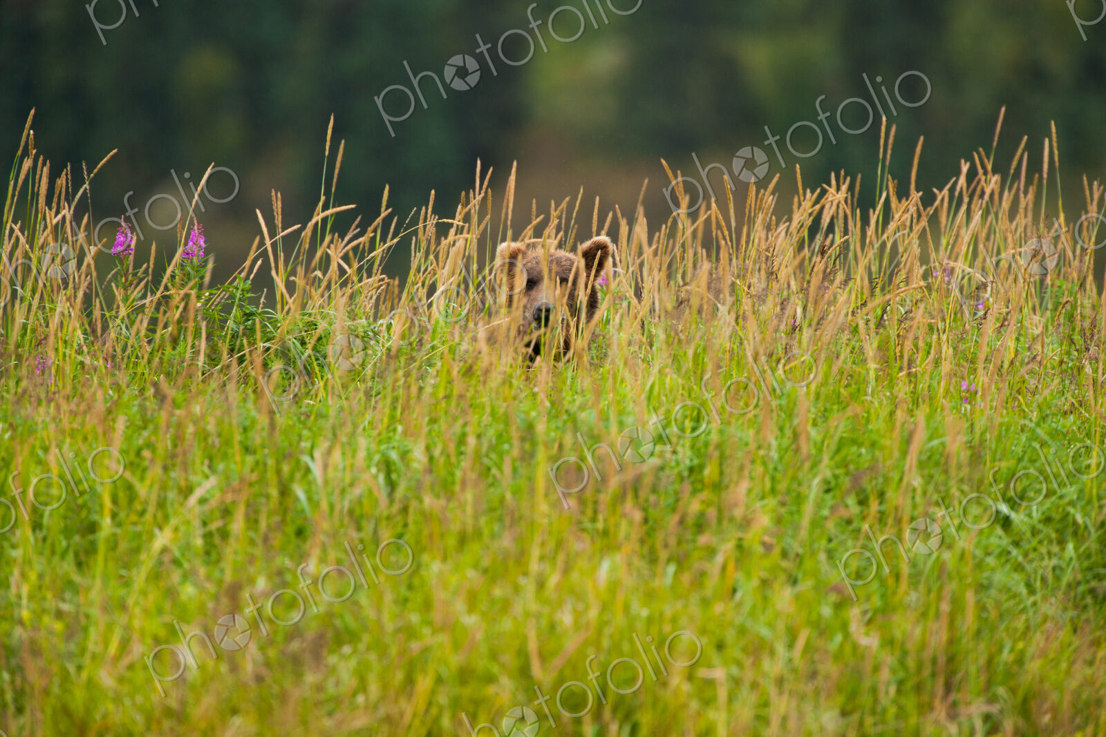 Brown bear, Katmai National Park, Alaska, USA