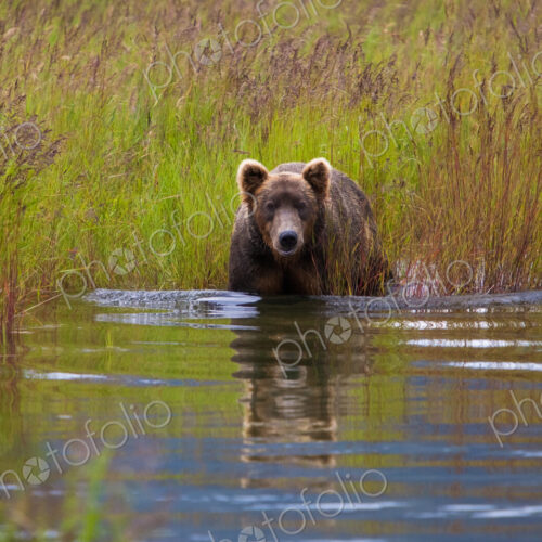 Brown bear, Katmai National Park, Alaska, USA Brown bear, Katmai National Park, Alaska, USA