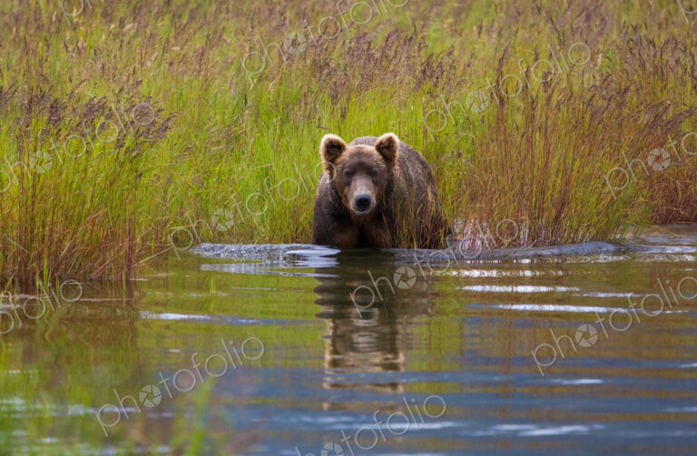 Brown bear, Katmai National Park, Alaska, USA