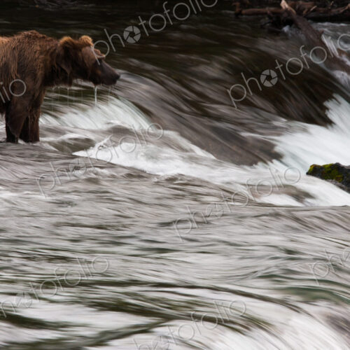 Brown bear, Katmai National Park, Alaska, USA Brown bear, Katmai National Park, Alaska, USA