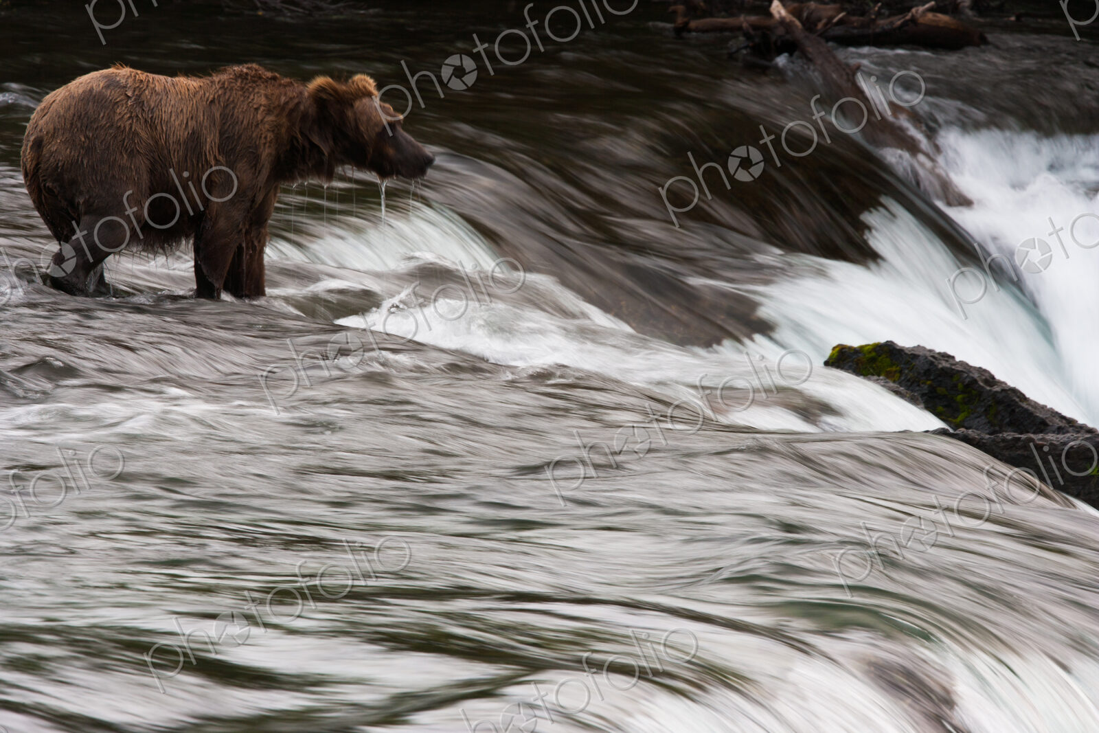 Brown bear, Katmai National Park, Alaska, USA