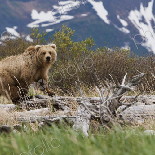 Brown bear, Katmai National Park, Alaska, USA Brown bear, Katmai National Park, Alaska, USA