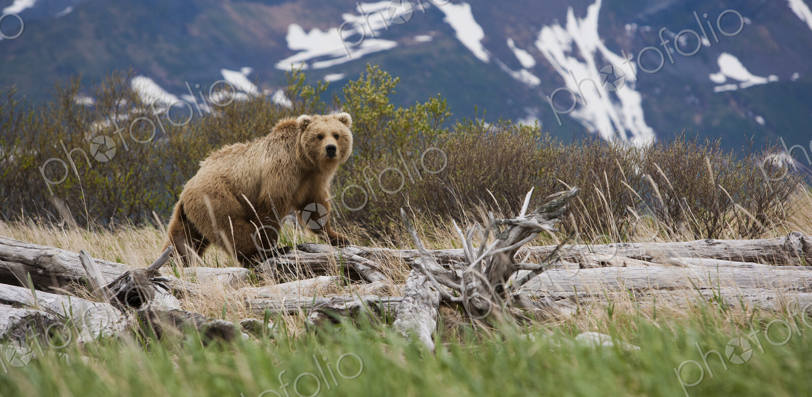 Brown bear, Katmai National Park, Alaska, USA