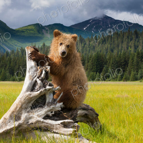 Brown bear, Lake Clark National Park, Alaska Brown bear, Lake Clark National Park, Alaska