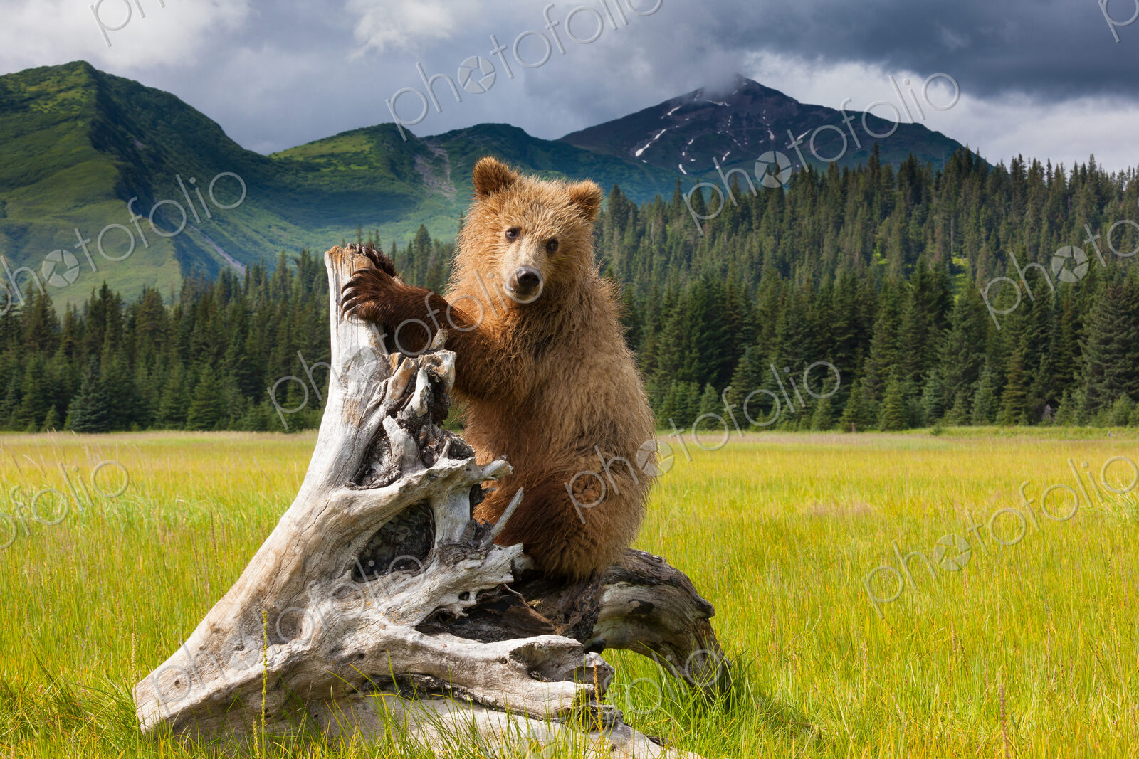 Brown bear, Lake Clark National Park, Alaska
