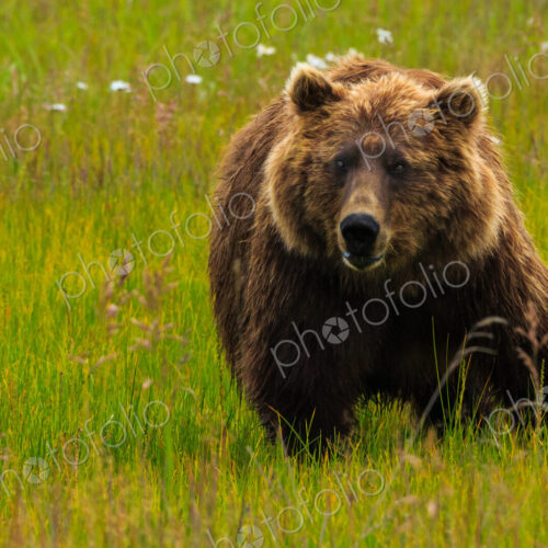 Brown bear, Lake Clark National Park, Alaska, USA Brown bear, Lake Clark National Park, Alaska, USA