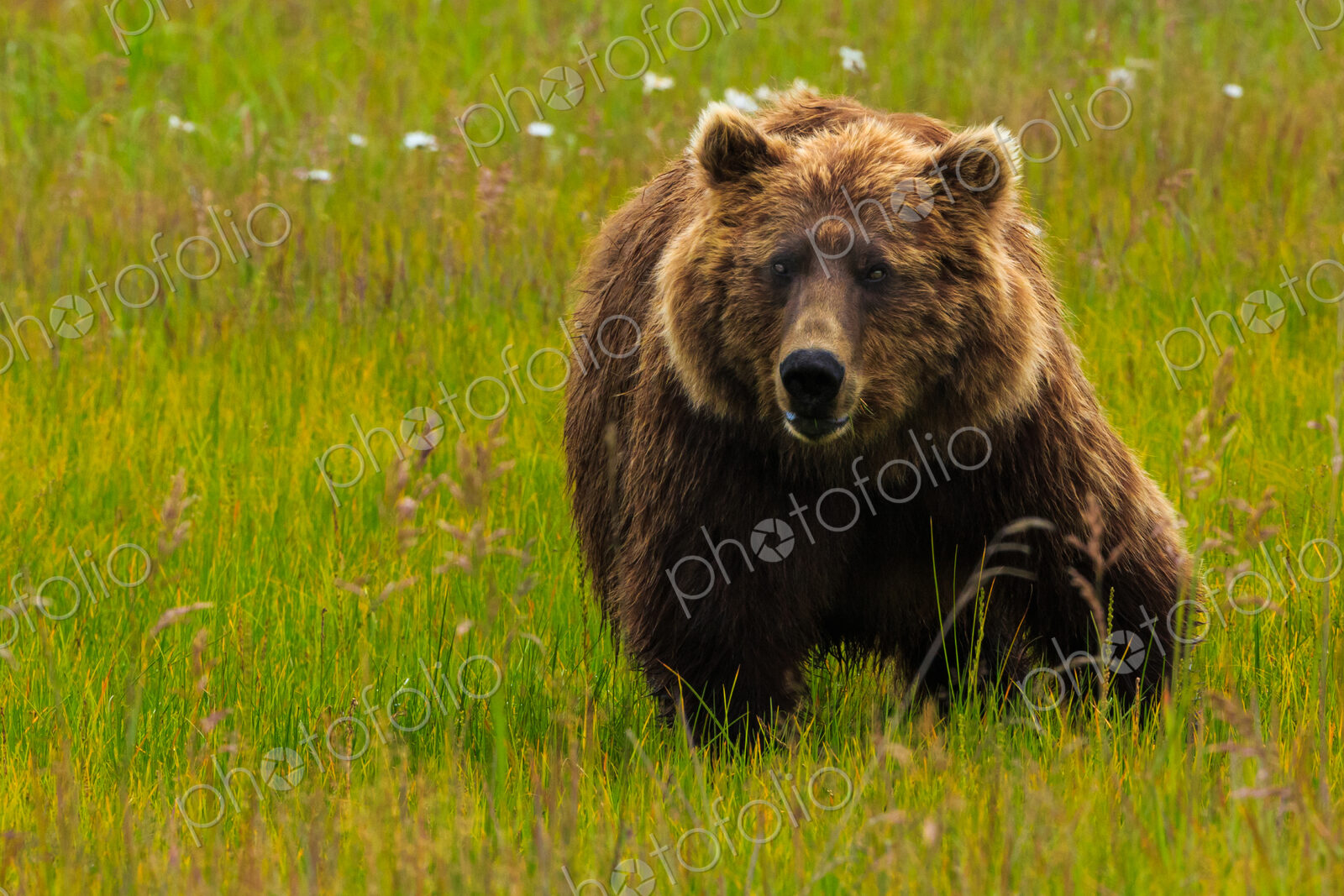 Brown bear, Lake Clark National Park, Alaska, USA