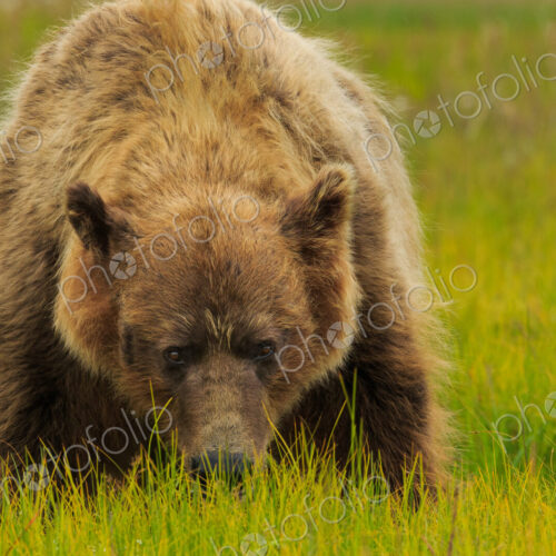 Brown bear, Lake Clark National Park, Alaska, USA Brown bear, Lake Clark National Park, Alaska, USA