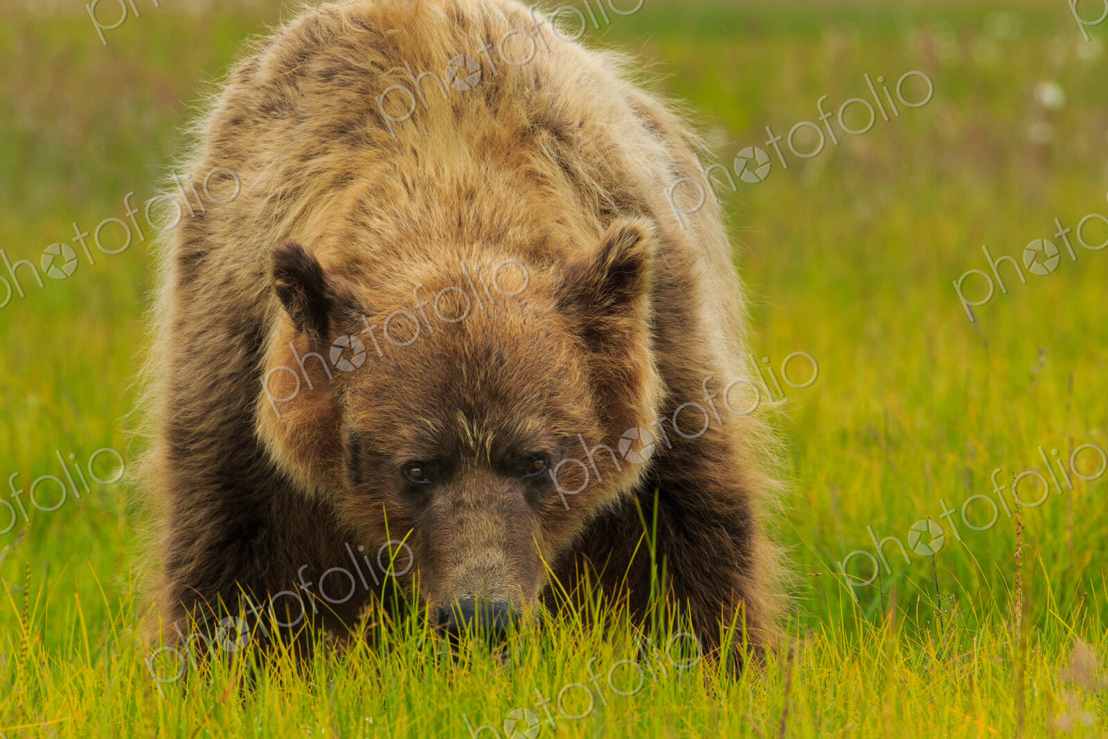 Brown bear, Lake Clark National Park, Alaska, USA