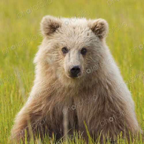 Brown bear, Lake Clark National Park, Alaska, USA Brown bear, Lake Clark National Park, Alaska, USA