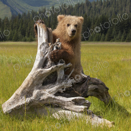 Brown bear, Lake Clark National Park, Alaska, USA