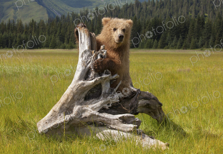 Brown bear, Lake Clark National Park, Alaska, USA