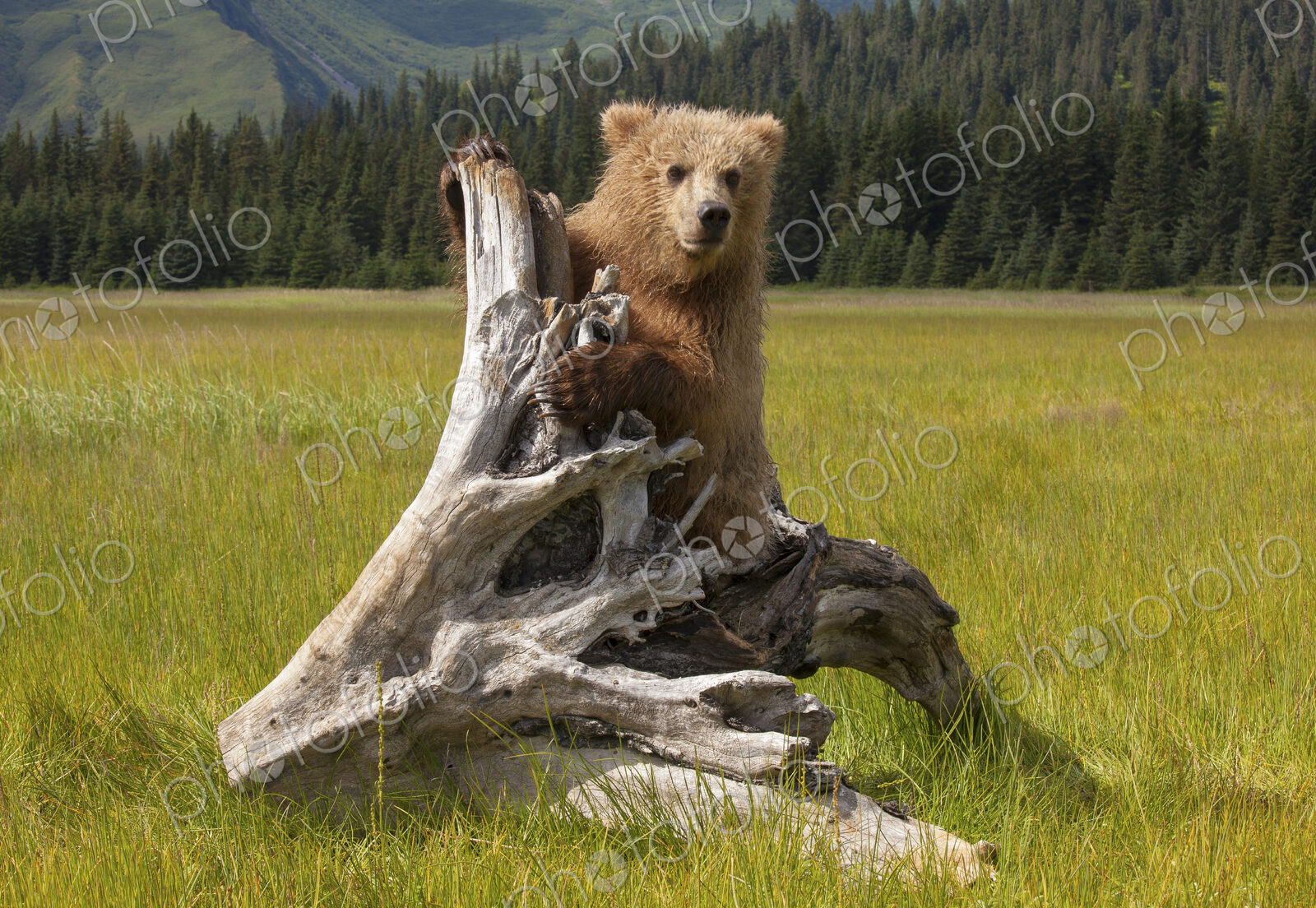 Brown bear, Lake Clark National Park, Alaska, USA