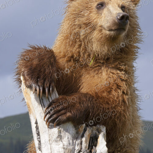 Brown bear, Lake Clark National Park, Alaska, USA Brown bear, Lake Clark National Park, Alaska, USA