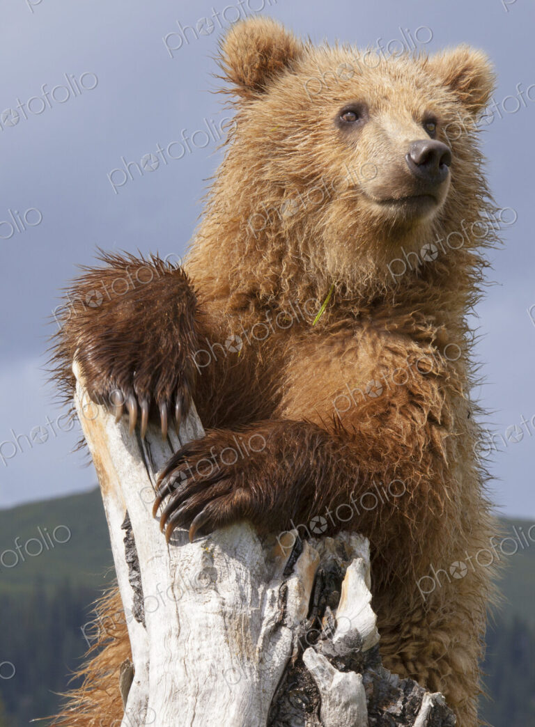 Brown bear, Lake Clark National Park, Alaska, USA