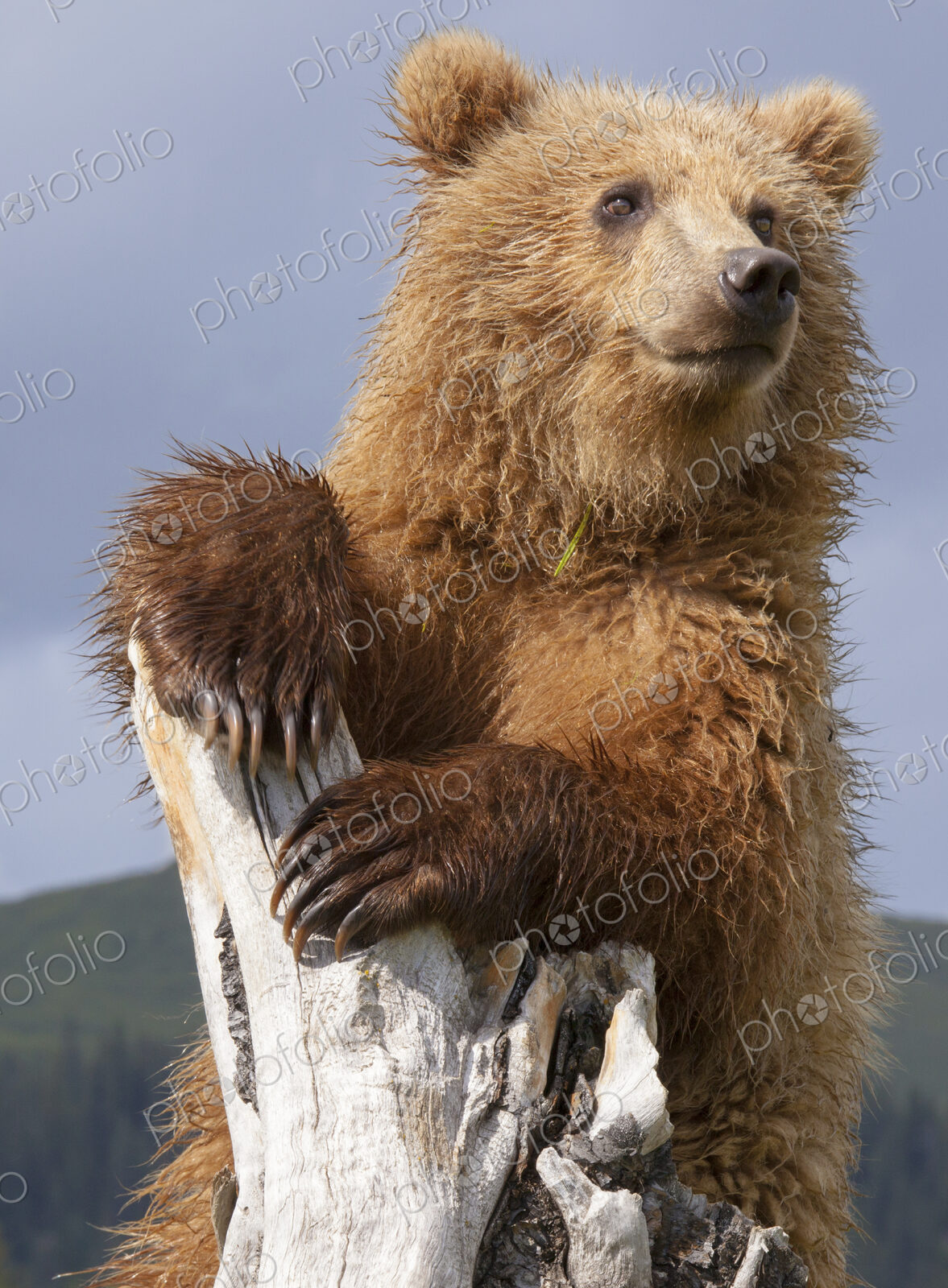 Brown bear, Lake Clark National Park, Alaska, USA