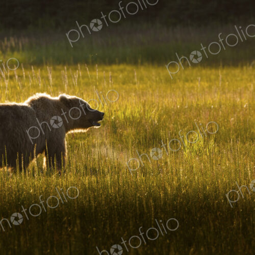 Brown bear, Lake Clark National Park, Alaska, USA