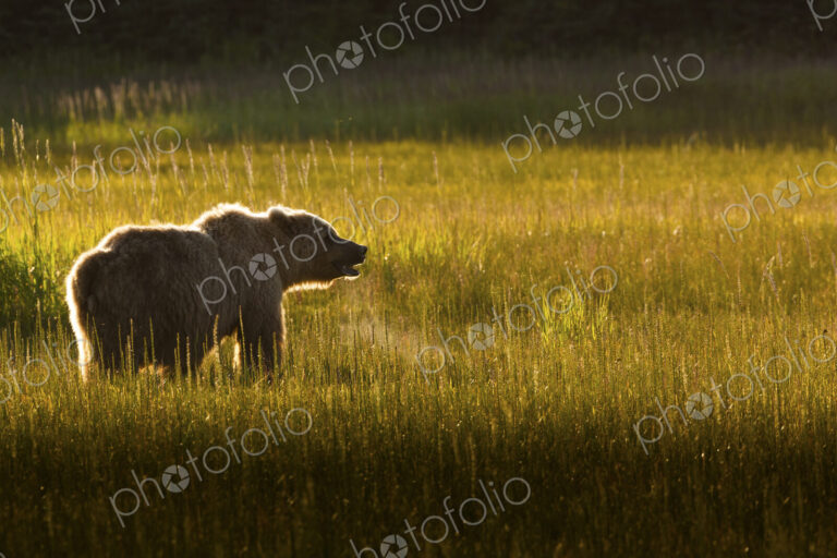 Brown bear, Lake Clark National Park, Alaska, USA