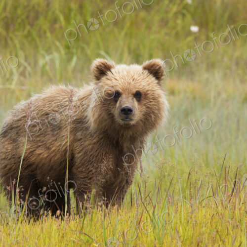 Brown bear, Lake Clark National Park, Alaska, USA Brown bear, Lake Clark National Park, Alaska, USA