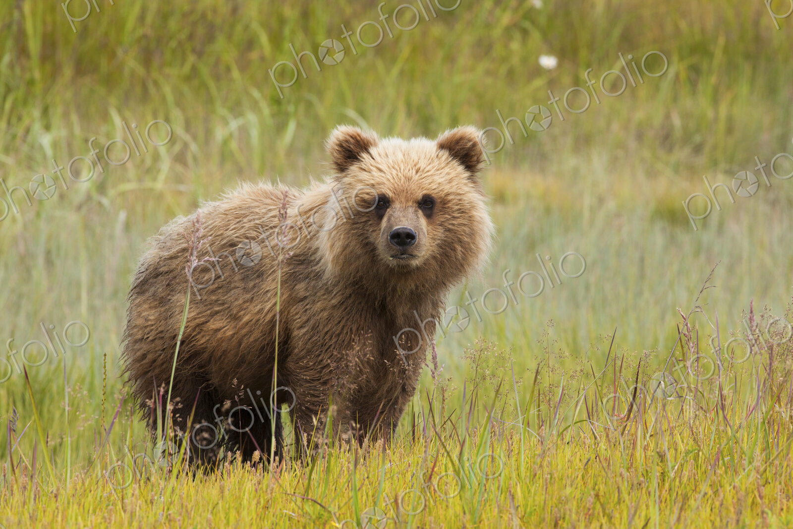 Brown bear, Lake Clark National Park, Alaska, USA