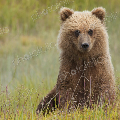 Brown bear, Lake Clark National Park, Alaska, USA Brown bear, Lake Clark National Park, Alaska, USA