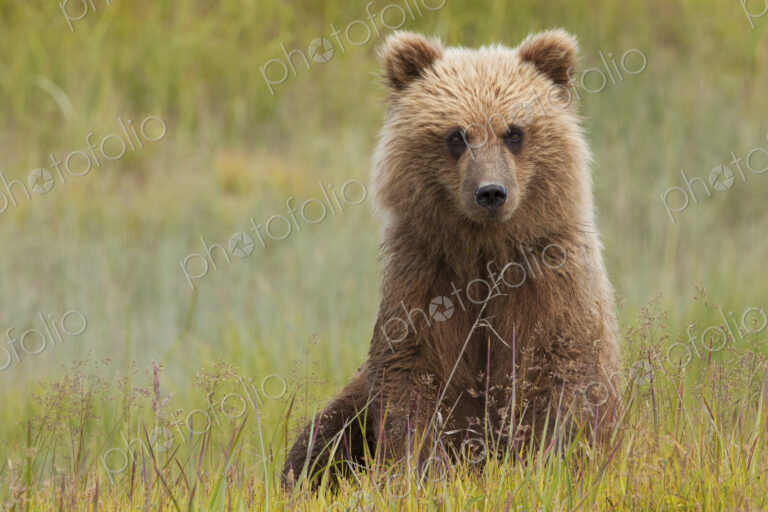 Brown bear, Lake Clark National Park, Alaska, USA