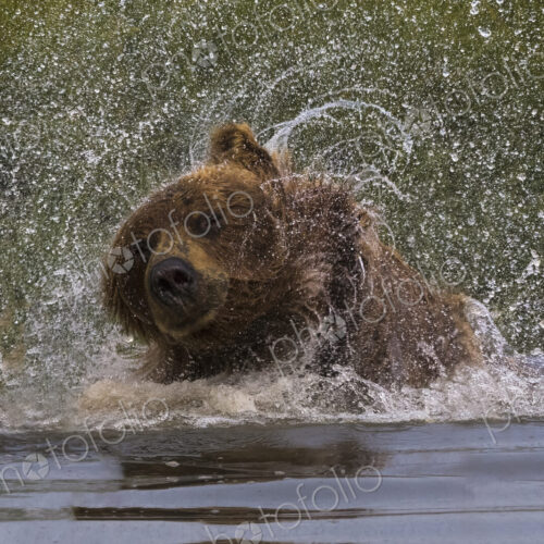 Brown bear, Lake Clark National Park, Alaska, USA Brown bear, Lake Clark National Park, Alaska, USA