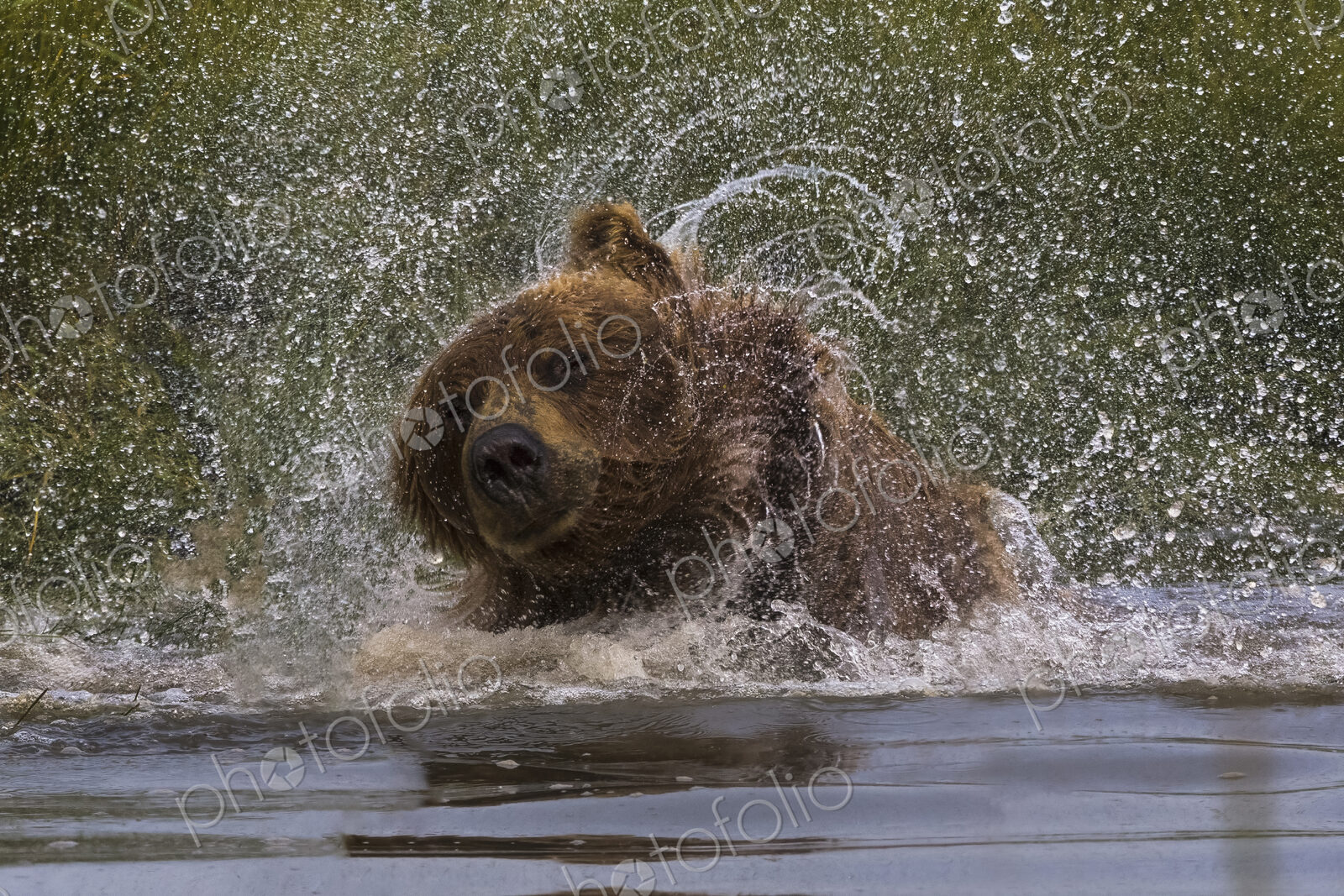 Brown bear, Lake Clark National Park, Alaska, USA